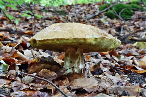 Pilz — Stockfoto