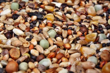 Güvercinler için gıda