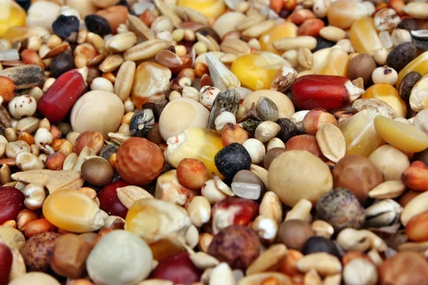 evde beslenen hayvan yiyecek