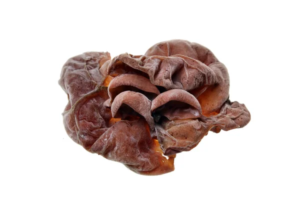 Ciuperci urechi — Fotografie, imagine de stoc