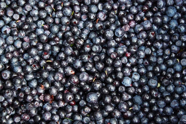 Blueberries — Stock Photo, Image