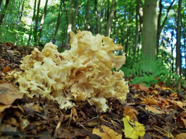 mantar sparassis crispa
