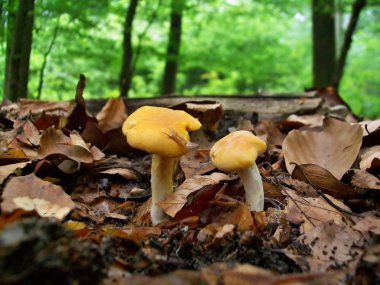 Cantharellus cibarius mantar