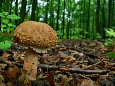 Amanita rubescens orman