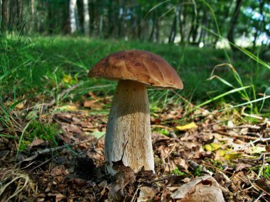 bolete Kral