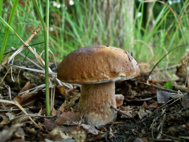 Boletus mantarı