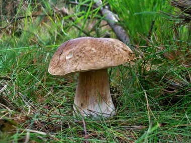 Boletus mantarı