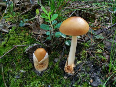 Amanita fulva mantar