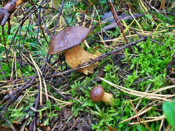 Setas Xerocomus badius — Foto de Stock