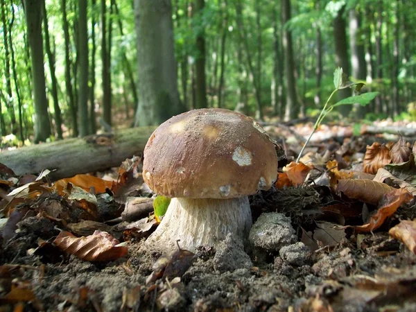 Ätbara champinjoner — Stockfoto