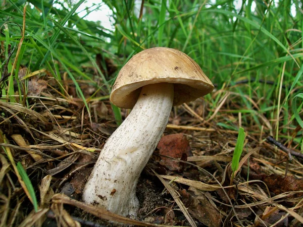 Leccinum scabrum远东 scabrum — Φωτογραφία Αρχείου