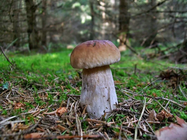Білий гриб — стокове фото