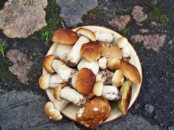 Boletus edulis gomba — Stock Fotó