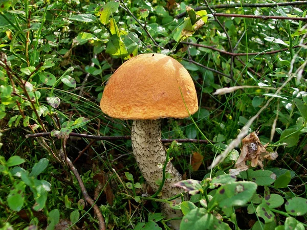 Leccinum versipelle de cogumelos — Fotografia de Stock