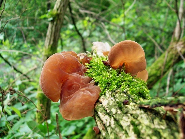 Грибы Auricularia auricula-judae — стоковое фото