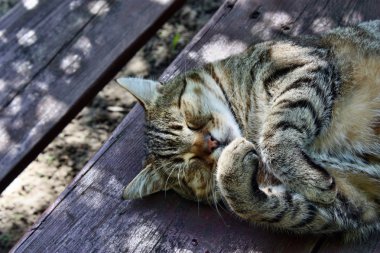 beslenen şişko kedi