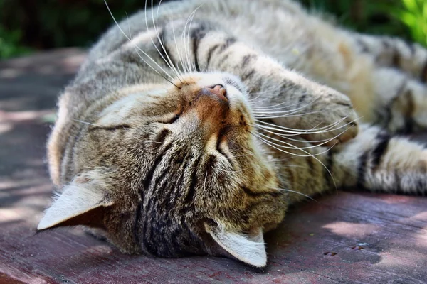 Schläfrige Katze — Stockfoto