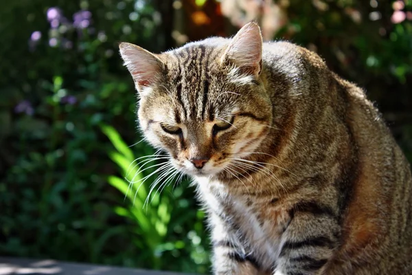 Kedi bakışları — Stok fotoğraf