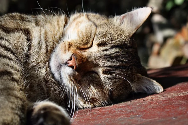 甘い頭の猫 — ストック写真