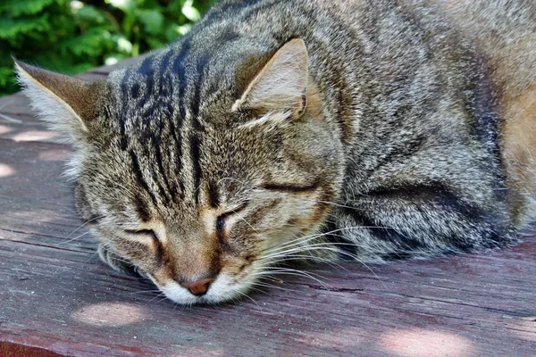 Uyuyan Kedi — Stok fotoğraf
