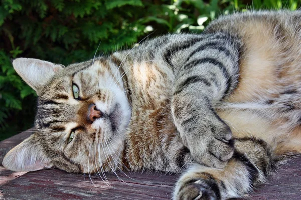 Raubkatze — Stockfoto