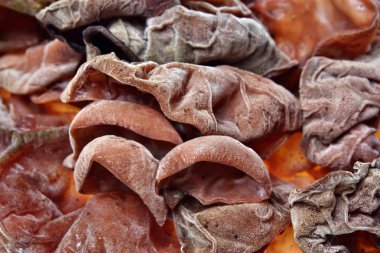 kulakları mantar doku