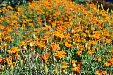 kadife çiçeği turuncu