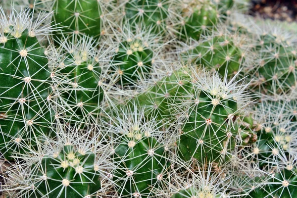 Cactus needle spikes — Zdjęcie stockowe