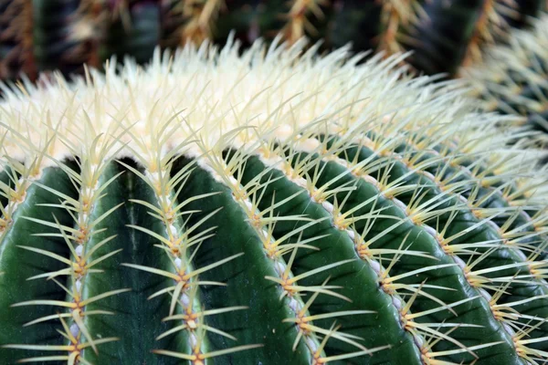 Cactus — Stock Photo, Image