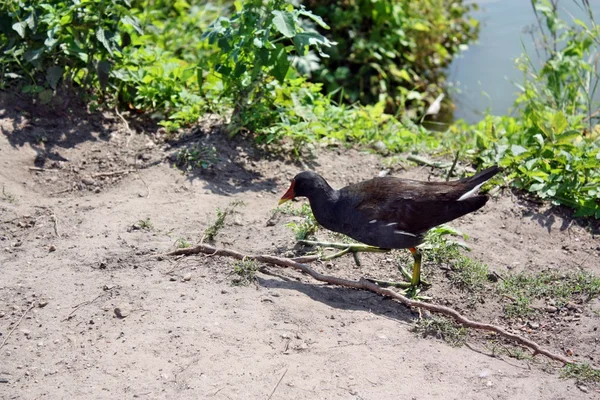 常见 moorhen — 图库照片