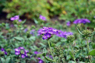 Verbena