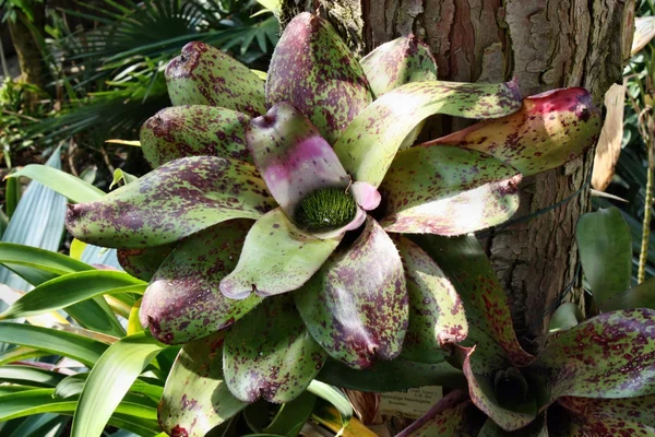 Neoregelia bromelie — Stock Photo, Image