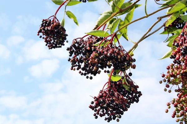 Elderberry — Fotografie, imagine de stoc
