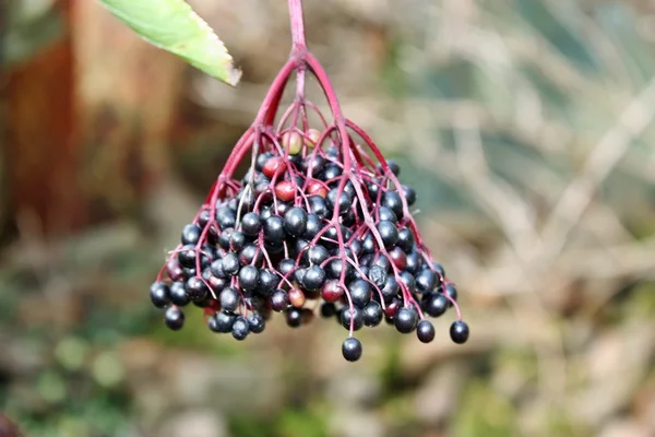Elderberry fruit — Stock Photo, Image