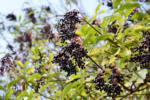 Wild elderberry — Stock Photo, Image