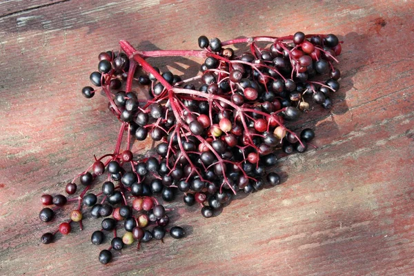 Elderberry — Stock Photo, Image