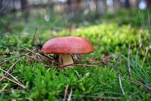 Kırmızı mantar — Stok fotoğraf