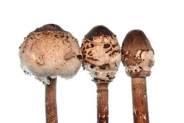 Three parasol mushroom — Stock Photo, Image