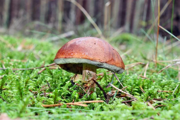 Paddenstoel — Stockfoto