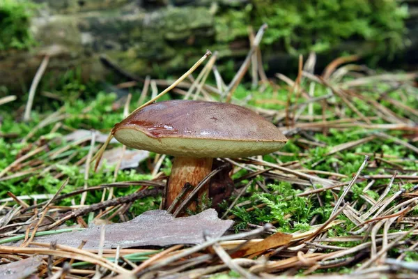 Μανιτάρια xerocomus badius — Φωτογραφία Αρχείου