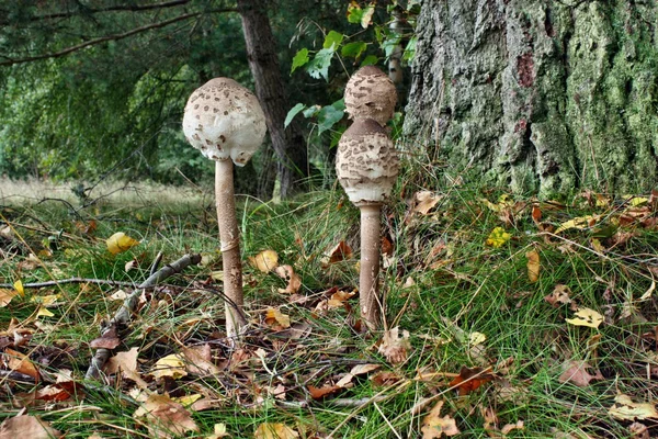 Three parasol mushroom — Stock Photo, Image