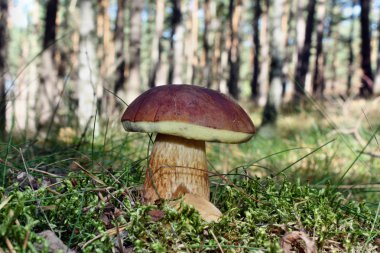 Xerocomus badius