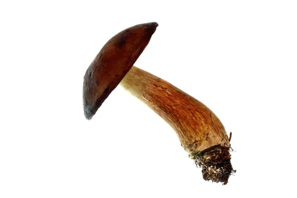Mushroom isolated — Stock Photo, Image