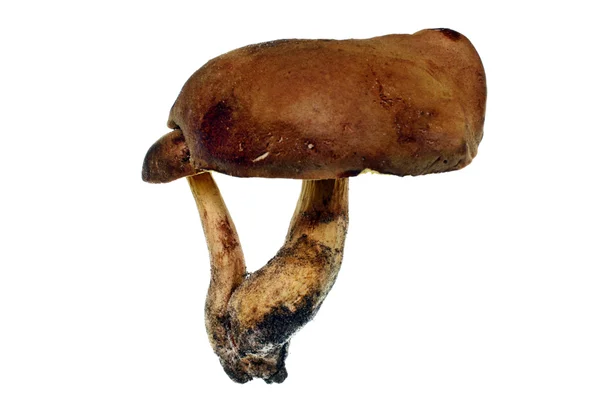 Twee konijnen boleet paddestoelen — Stockfoto