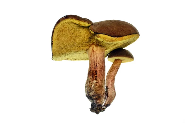 Twee konijnen boleet paddestoelen — Stockfoto