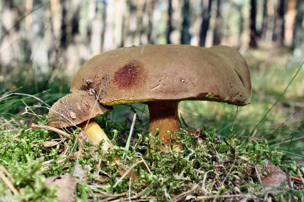 Two bunnies bolete mushrooms — Stock Photo, Image