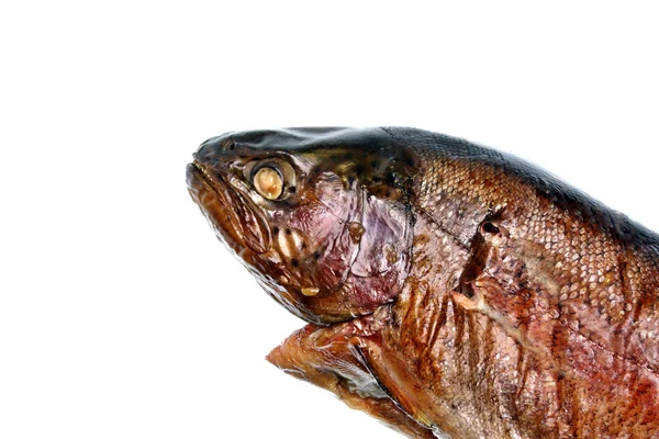 Pstrąg ryby — Zdjęcie stockowe
