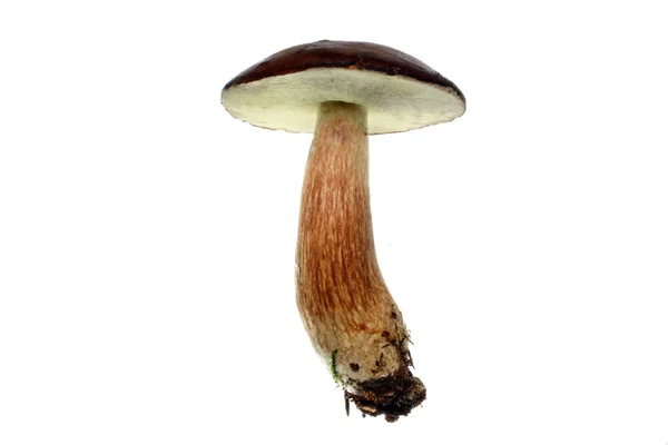 Mushroom geïsoleerde xerocomus badius — Stockfoto