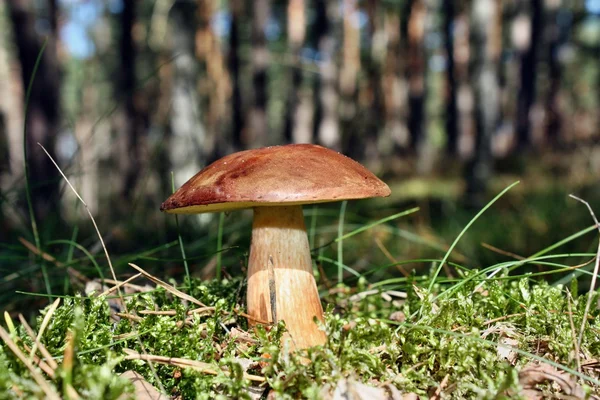 Paddenstoel in het bos — Stockfoto