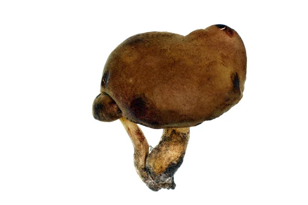 Болетские грибы — стоковое фото